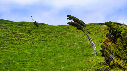 windy hill with a leaning tree and green grass