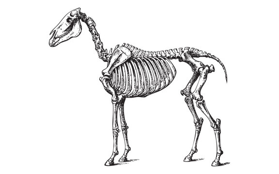 Anatomical Skeleton of a Horse or Equine engraving vector illustration