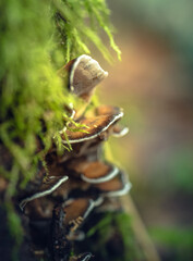 Fading nature in autumn plants