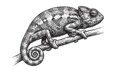 Chameleon on Branch engraving vector illustration © trianatio
