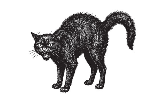 Spooky Hand-Drawn Vintage Black Cat Hissing with Arched Back engraving vector illustration