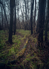 Obraz premium Autumn woods