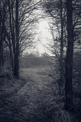 Obraz premium Autumn woods