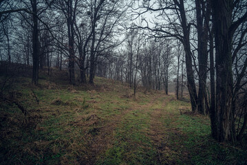 Fototapeta premium Autumn woods