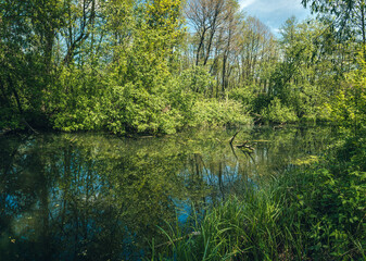 Obraz premium Summer landscape