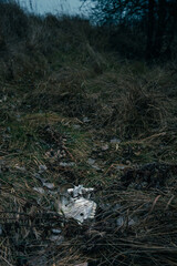 Fototapeta premium Nature beauty