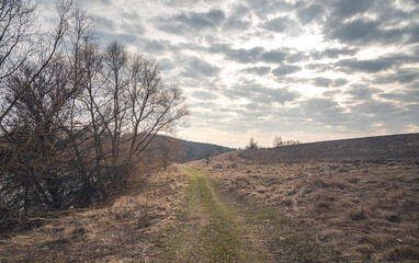 Obraz premium Autumn woods