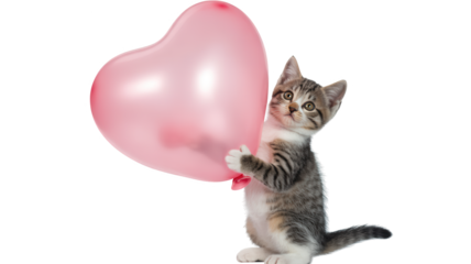 Cute small tabby kitten holding a large pink heartshaped balloon isolated on transparent background