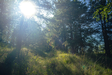 Fototapeta premium Summer landscape