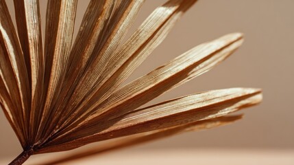 Obraz premium Close up of dried palm leaves warm tones