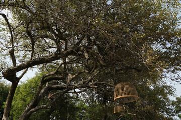 Ancient trees and antique bamboo woven lanterns hanging from the tree.