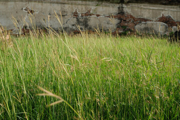 Grass with an ancient wall as a backdrop.