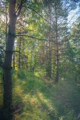 Obraz premium Summer landscape