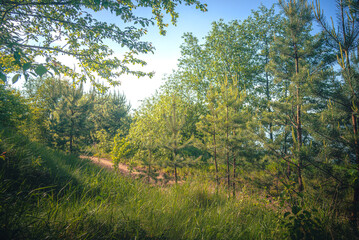 Obraz premium Summer landscape