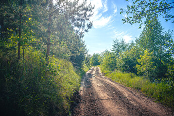 Obraz premium Summer landscape