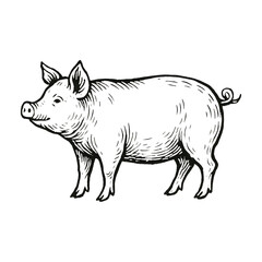 Fototapeta premium PNG Vintage pig illustration sketch