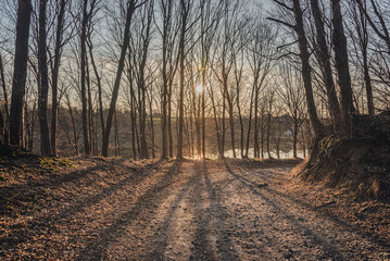 Fototapeta premium Autumn woods
