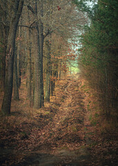 Obraz premium Autumn woods