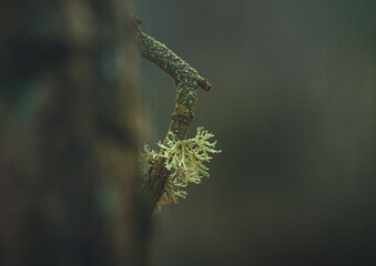 Fototapeta premium Nature beauty