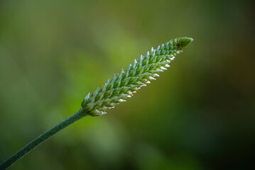 Fototapeta premium Nature beauty