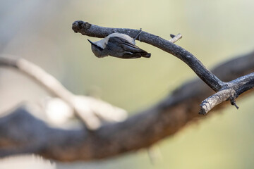 Wild pygmy nuthatch foraging for food in a park in Colorado.