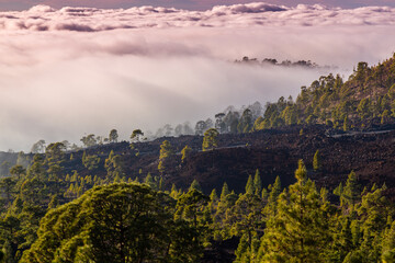 Beautiful pine tree forest and mist raising up in the Teide Tenerife National Park in early summer