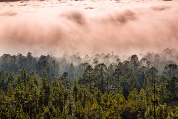 Beautiful pine tree forest and mist raising up in the Teide Tenerife National Park in early summer