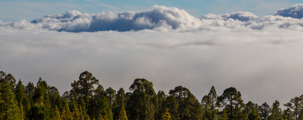 Beautiful pine tree forest and mist raising up in the Teide Tenerife National Park in early summer