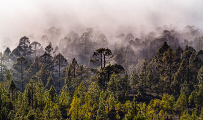 Beautiful pine tree forest and mist raising up in the Teide Tenerife National Park in early summer
