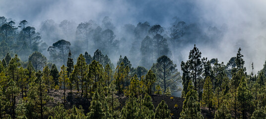 Beautiful pine tree forest and mist raising up in the Teide Tenerife National Park in early summer
