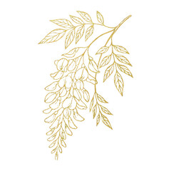 Fototapeta premium PNG Elegant gold floral illustration design.