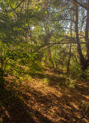 Fototapeta premium Summer landscape