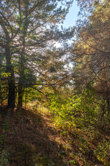 Fototapeta premium Summer landscape