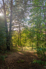 Fototapeta premium Summer landscape