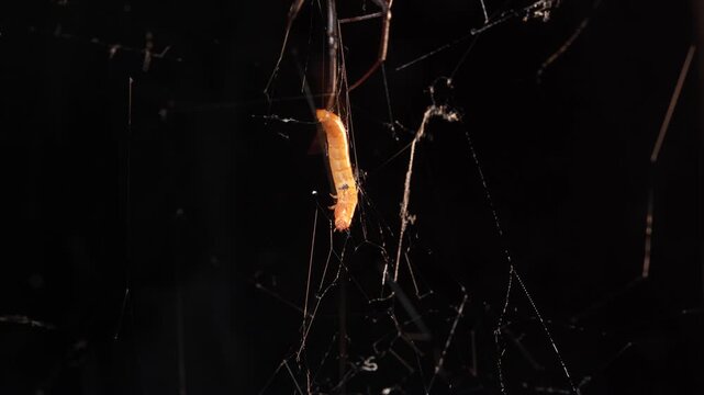 Black Widow Spider Wrapping Prey in Silk Web - Macro 4K