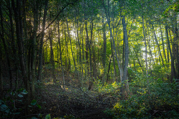 Obraz premium Summer landscape