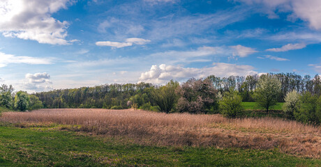 Obraz premium Summer landscape