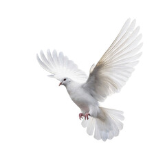 Obraz premium A majestic white dove in mid-flight, showcasing outstretched wings and delicate feathers. Represents peace, freedom, and purity, ideal for symbolic or natural imagery themes.