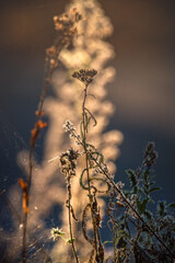 Obraz premium Morning nature in sunlight and dew