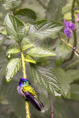 This inconspicuous Violet-headed hummingbird (Klais guimeti) can be found, among other places, in gardens with flowering trees and shrubs