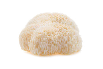 Lion’s mane mushrooms isolated on white background © Nisar