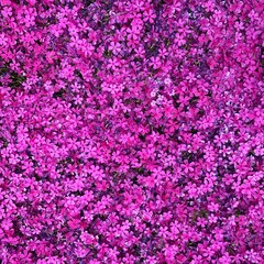 Fototapeta premium pink flowers background