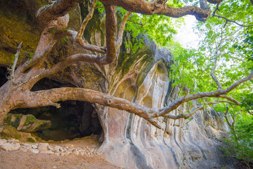 Tropical tree in cave at Phuket, Thailand.