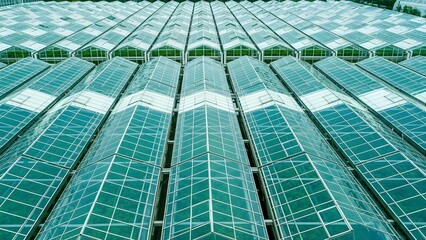 Aerial view of a large greenhouse complex with multiple rows of glass panels