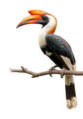 Fototapeta premium Colorful hornbill perched on tree branch with prominent orange casque and beak, tropical bird illustration, isolated with transparent background