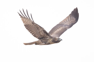 Fototapeta premium A wild red-tailed hawk in a park in Colorado.