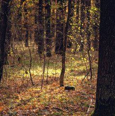 Morning nature in sunlight and dew