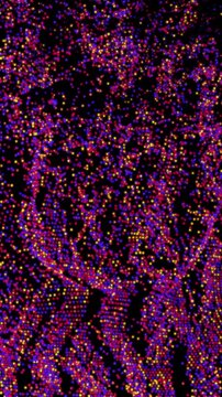 Pulsating colorful particle array, abstract video background.