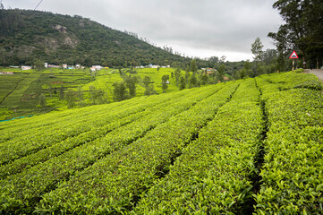 Terrace tea plantations at Perar near Ooty, Nilgiris, with lush green fields in the foreground, pine trees behind, and distant hills forming a scenic South Indian hill landscape.