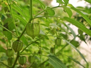 Close-up of green ground cherry fruit (Physalis Angulata) on the branch in garden. Tropical herb medicine plant 